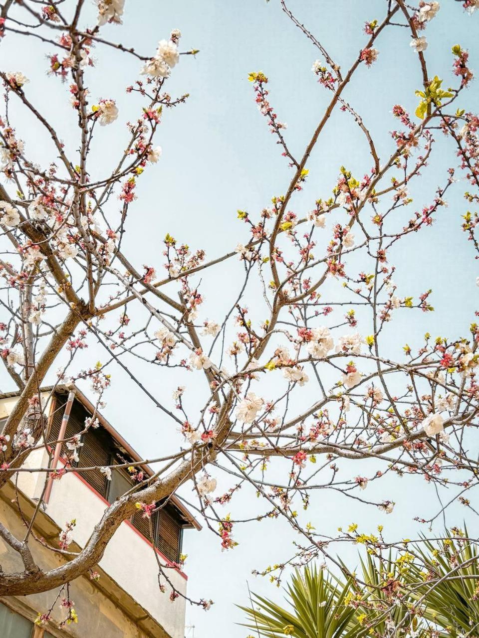 Villa Magnolia Con Giardino Bari Luaran gambar